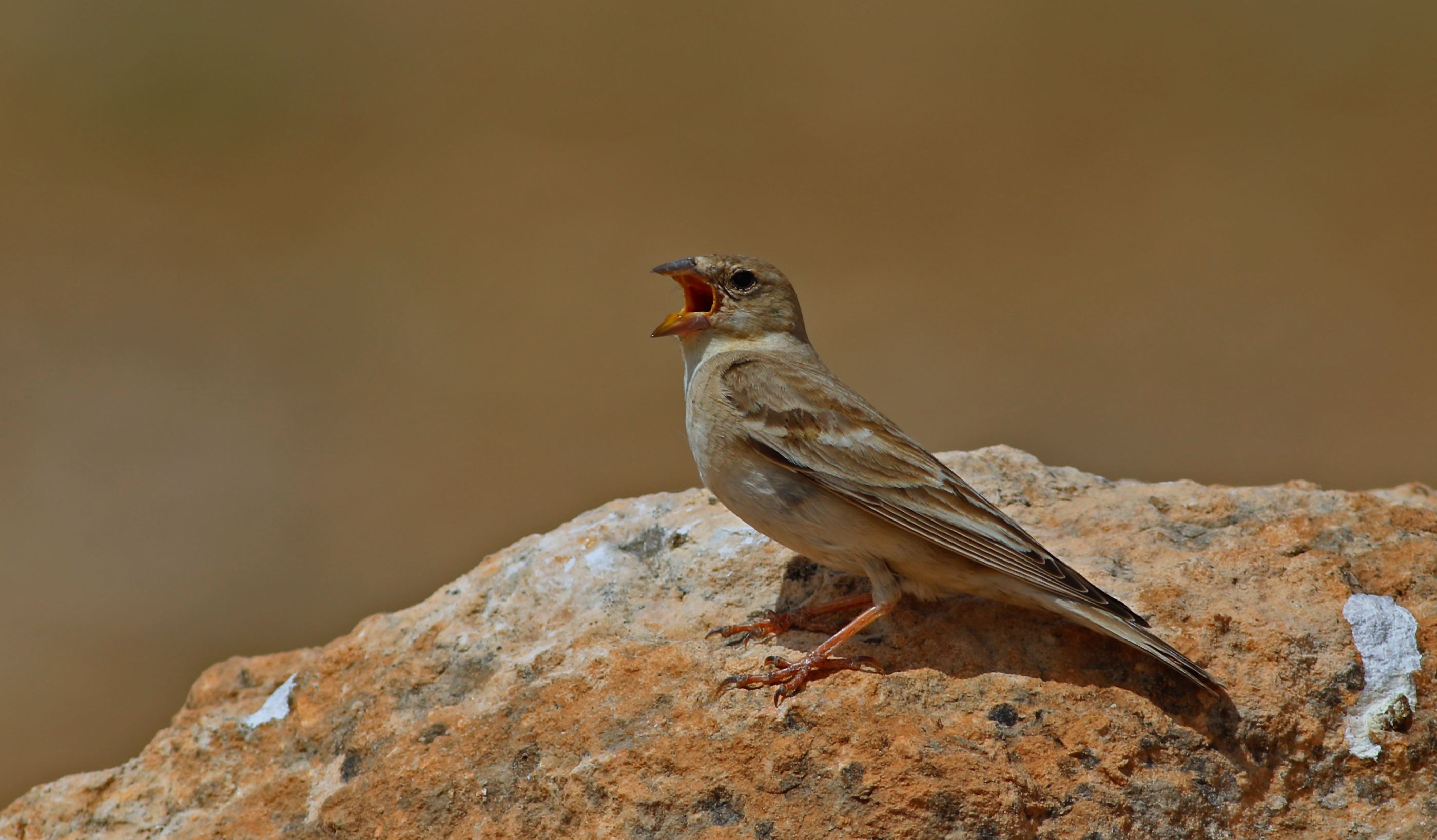 Pale Rockfinch